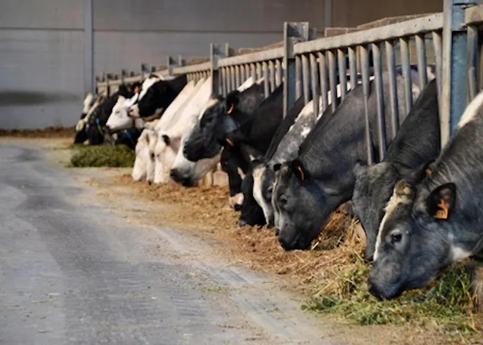 Rozenberghoeve Ploegsteert